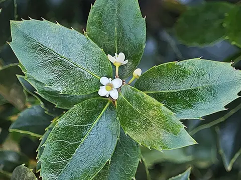 la flor de la planta, en detalle
