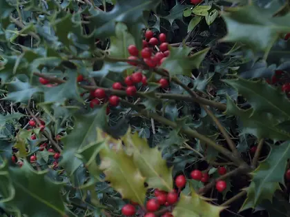 el fruto de la planta, en detalle