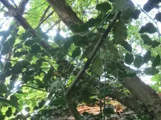 Acebo (Ilex aquifolium)