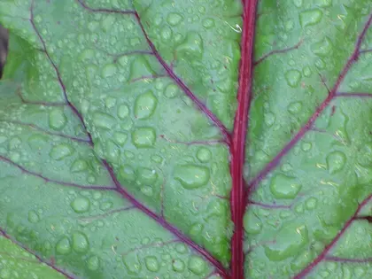 la hoja de la planta, en detalle