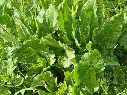 la planta de la planta, en detalle
