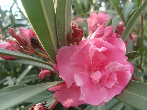 la flor de la planta, en detalle