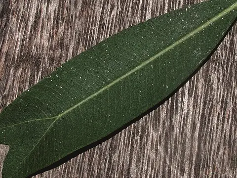la hoja de la planta, en detalle