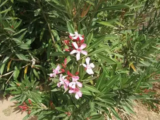 Adelfa (Nerium oleander)