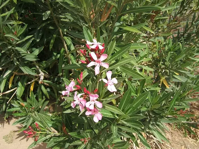Adelfa (Nerium oleander)