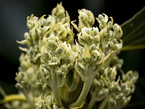 la flor de la planta, en detalle