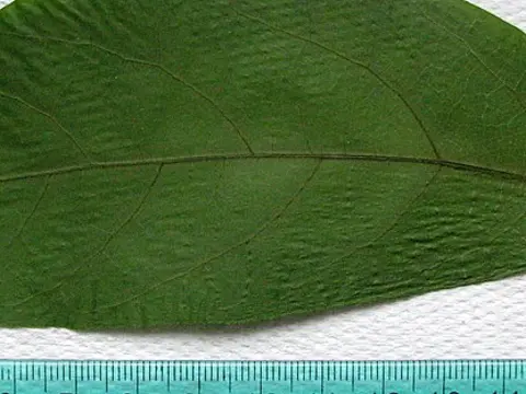 la hoja de la planta, en detalle