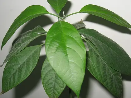 la planta de la planta, en detalle