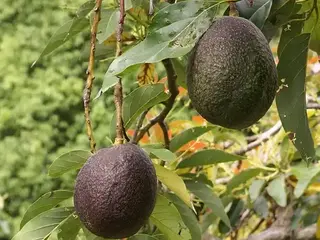 Aguacate (Persea americana)