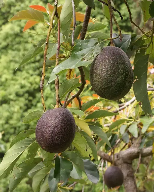 Aguacate (Persea americana)