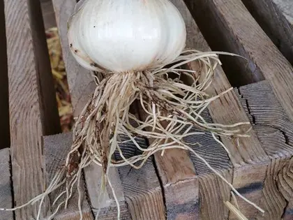 la planta de la planta, en detalle