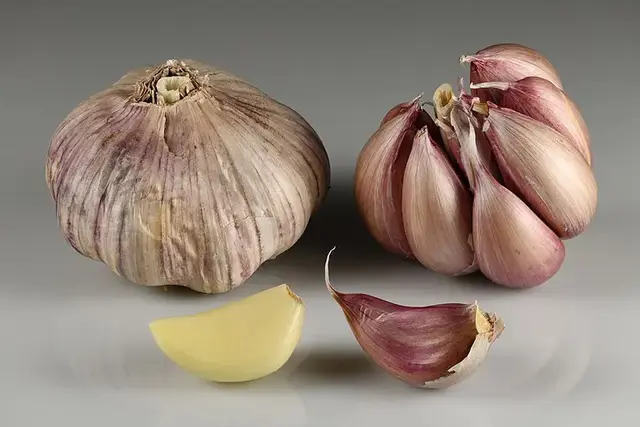 Ajo (Allium sativum)