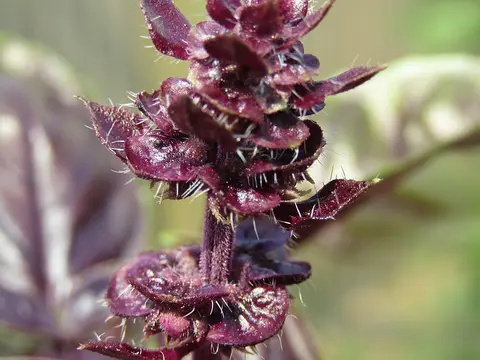 la flor de la planta, en detalle