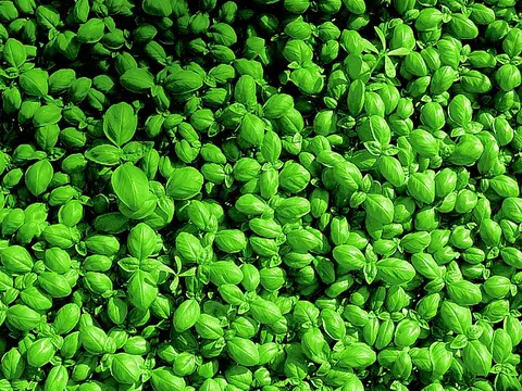 la hoja de la planta, en detalle