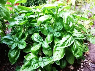 Albahaca (Ocimum basilicum)