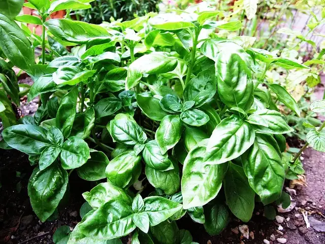Albahaca (Ocimum basilicum)