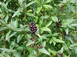 Aligustre (Ligustrum)