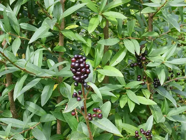 Aligustre (Ligustrum)