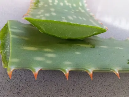 la hoja de la planta, en detalle