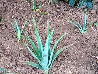 la planta de la planta, en detalle