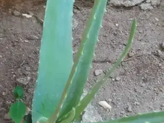 Aloe vera (Aloe barbadensis)