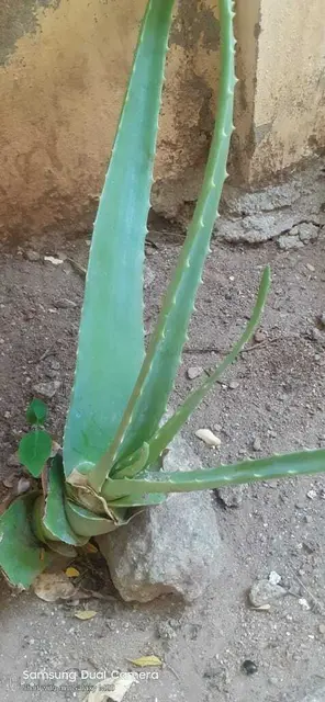 Aloe vera (Aloe barbadensis)