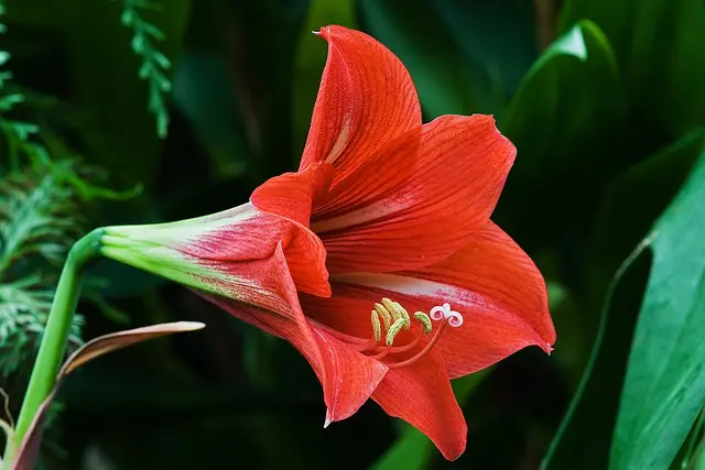 Amarilis (Hippeastrum)