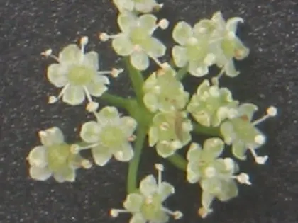 la flor de la planta, en detalle
