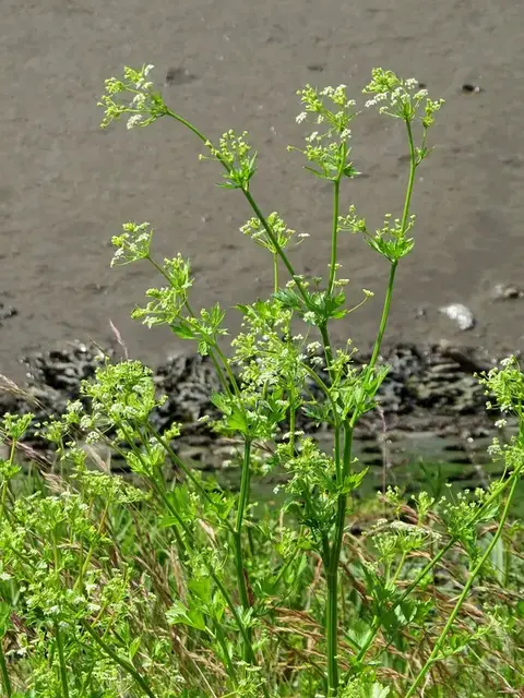 Apio (Apium graveolens)