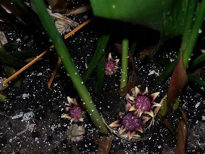 la flor de la planta, en detalle