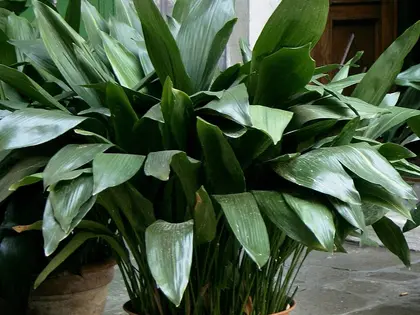 la planta de la planta, en detalle