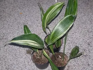 Aspidistra (Aspidistra elatior)