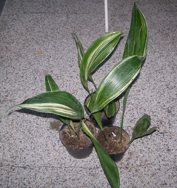 Aspidistra (Aspidistra elatior)
