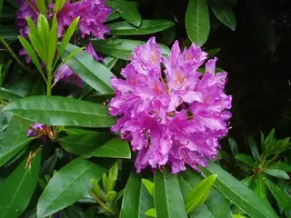 Azalea (Rhododendron)