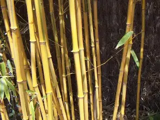 Bambú (Bambusoideae)