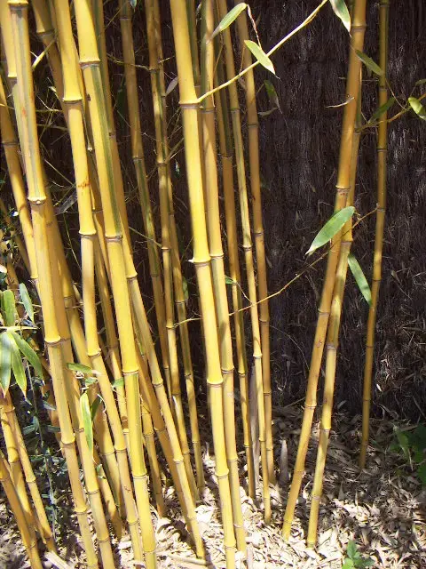 Bambú (Bambusoideae)