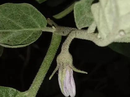 la flor de la planta, en detalle