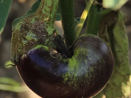 el fruto de la planta, en detalle