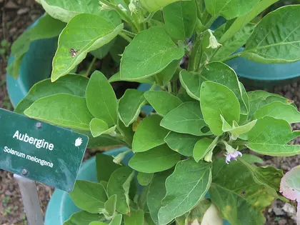 la hoja de la planta, en detalle