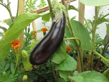 la planta de la planta, en detalle