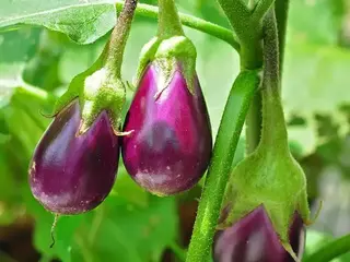 Berenjena (Solanum melongena)