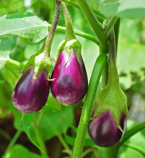 Berenjena (Solanum melongena)