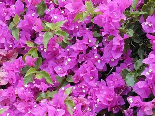 Buganvilla (Bougainvillea)