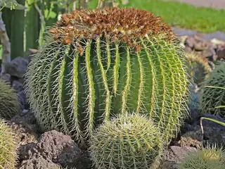 Cactus (Echinocactus grusonii)
