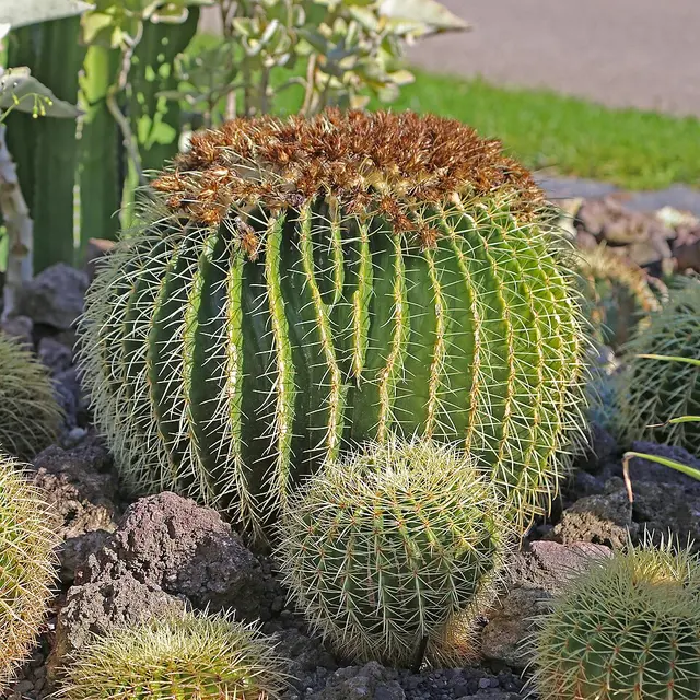 Cactus (Echinocactus grusonii)