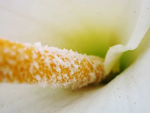 la flor de la planta, en detalle