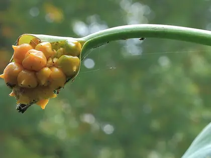 el fruto de la planta, en detalle