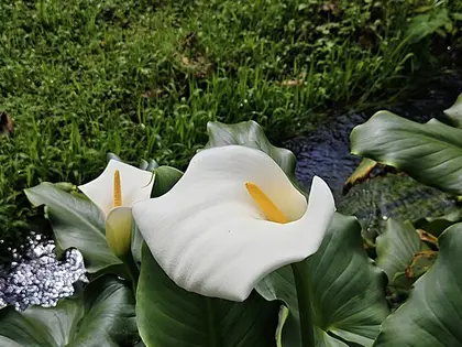 la planta de la planta, en detalle