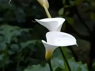 Cala (Zantedeschia aethiopica)