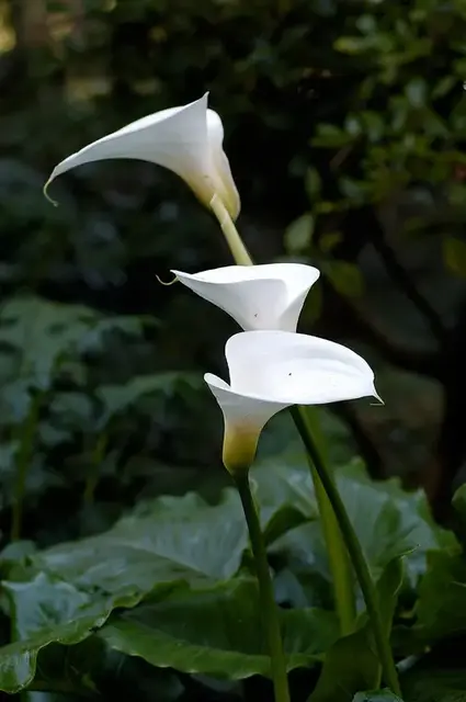 Cala (Zantedeschia aethiopica)